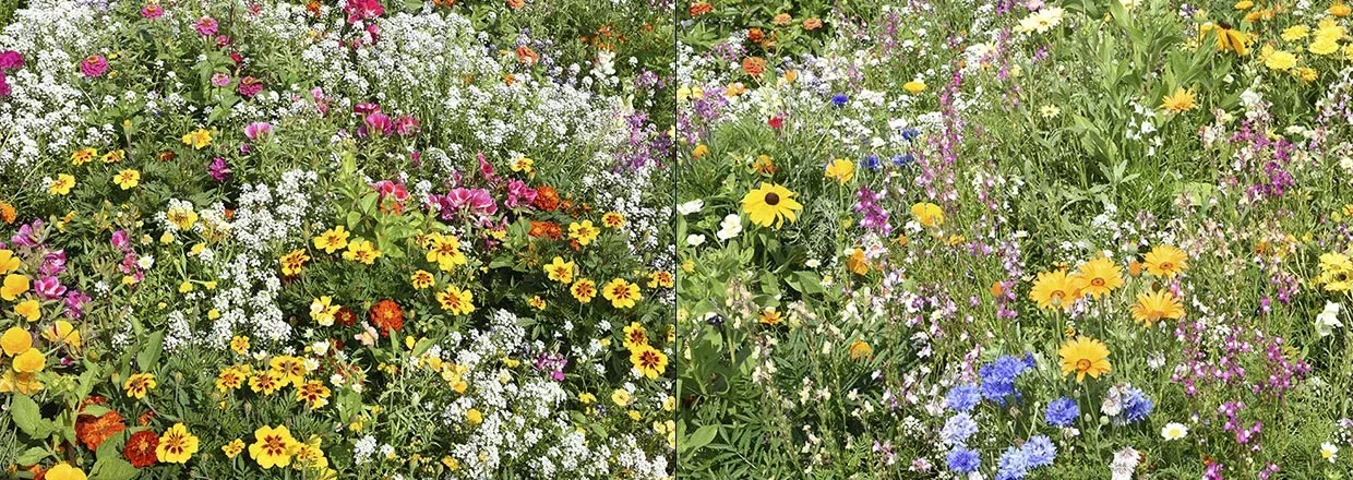 3a5e25d62fd5ab54e0bee80617aad2f6