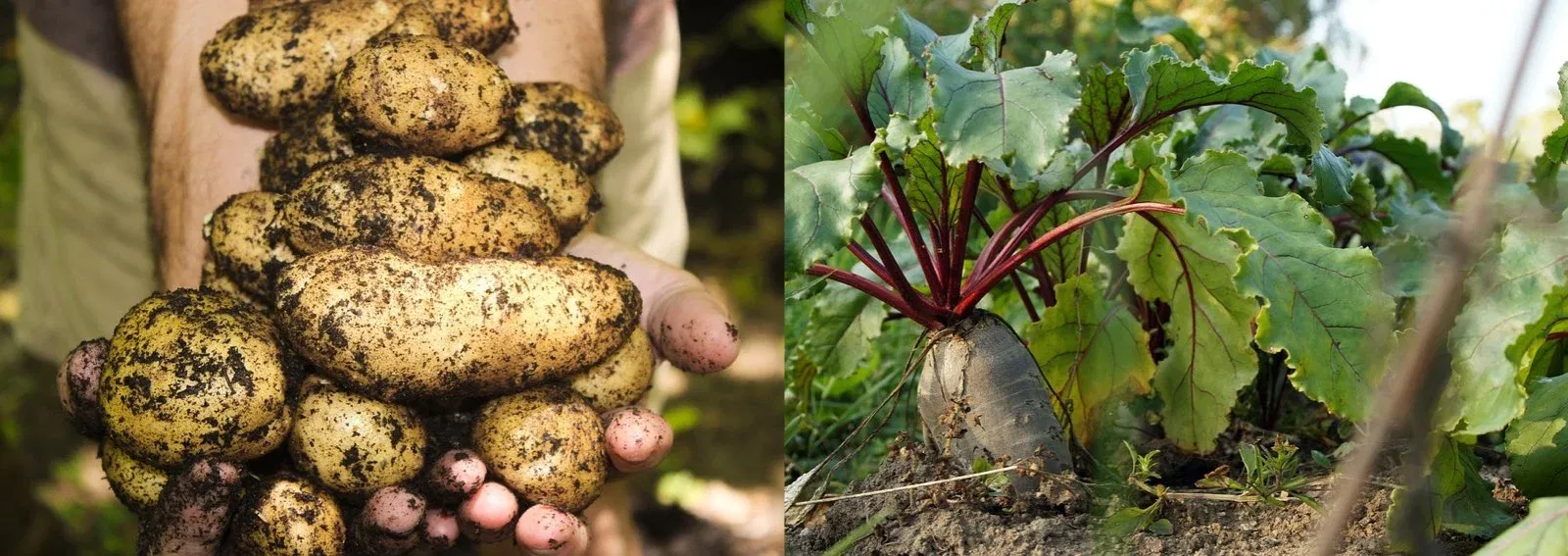 8735d0417e81d07d7b1de2b4c8a2dab5