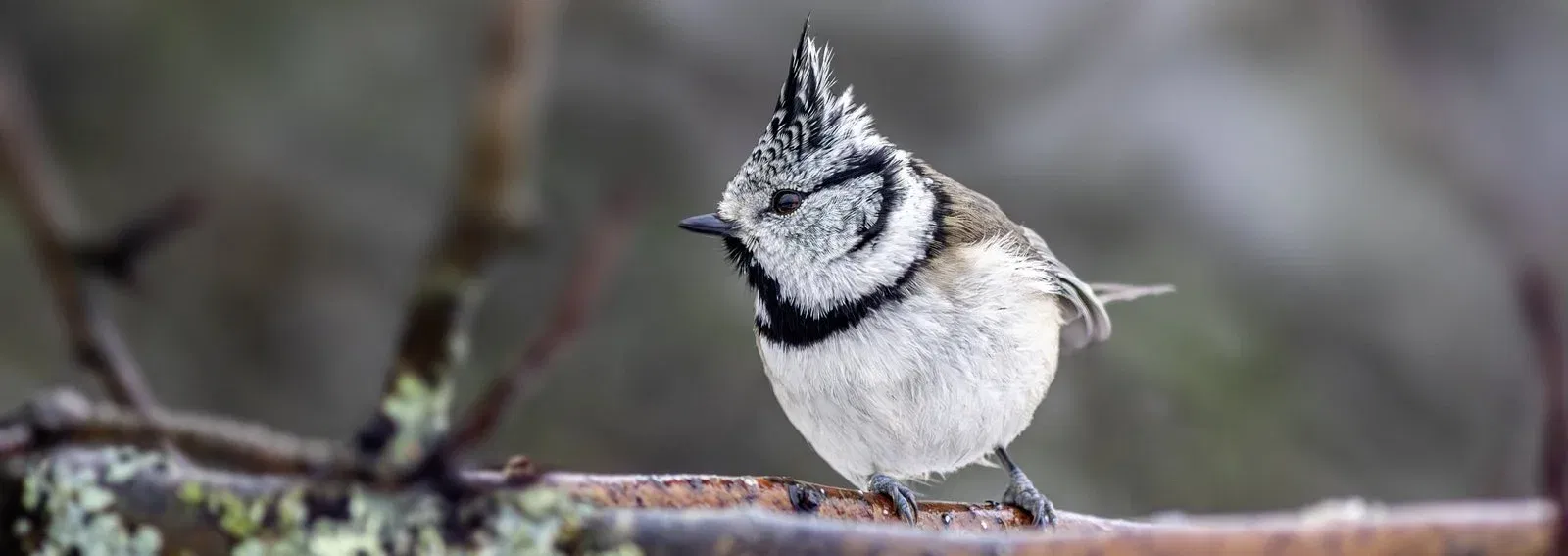 a96ba9bbb529fff2f83fef1682443a28