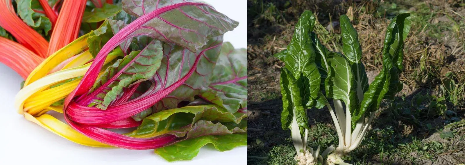 c89892cf42aacdd06cfb25888e9d14c4