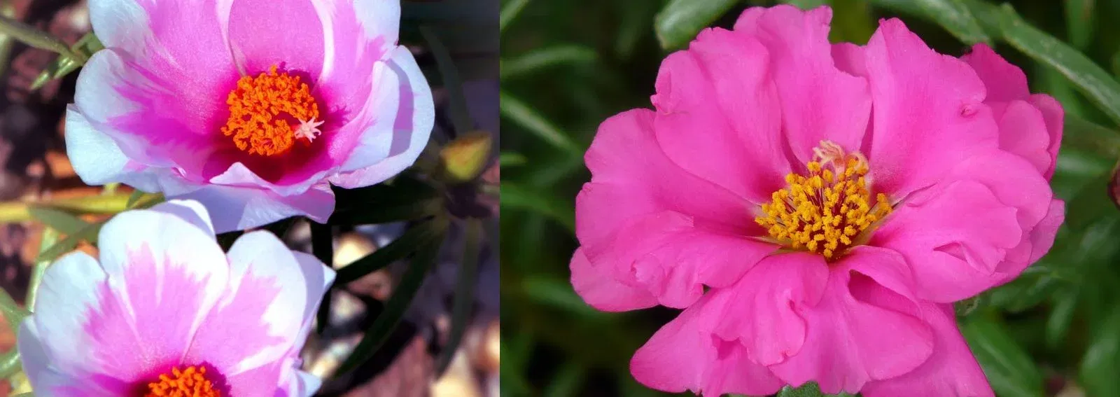 d70711d0e5cfa7fcd46630535fde2404