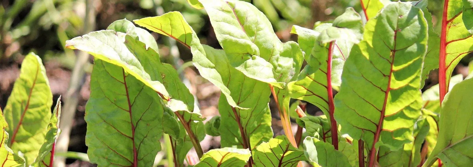 9eff5d59e93fcf784d06aeb9c5a6d513