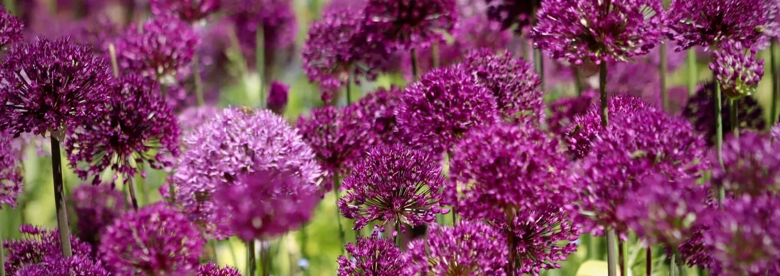 8b28920c4bde8e19ab3f72fa52f80a49