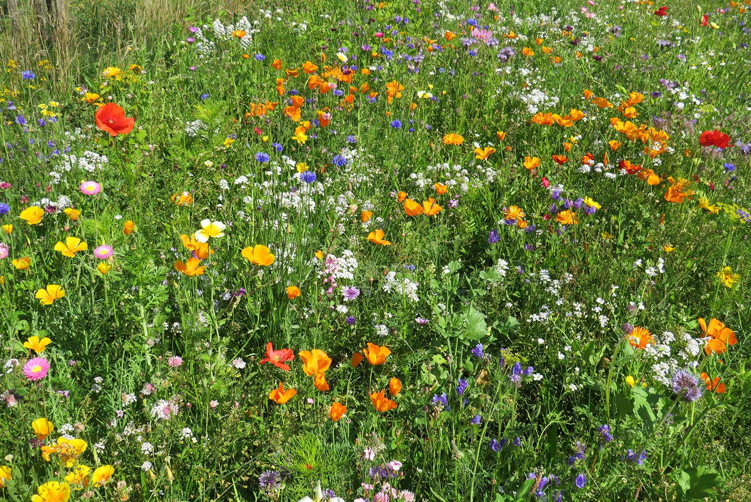 Tæt blomstereng med mange farverige vilde blomster
