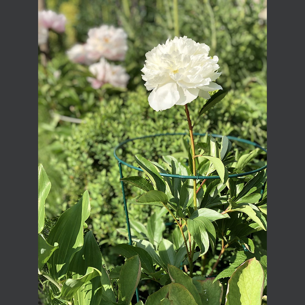 Hvid pæon i blomsterstøtte i haven Hvid pæonblomst i grøn blomsterstøtte i haven