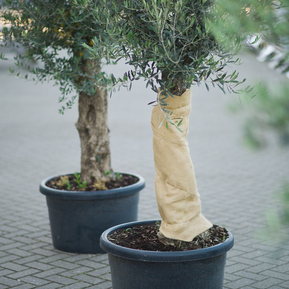 Oliventræ i potte med isoleret stamme