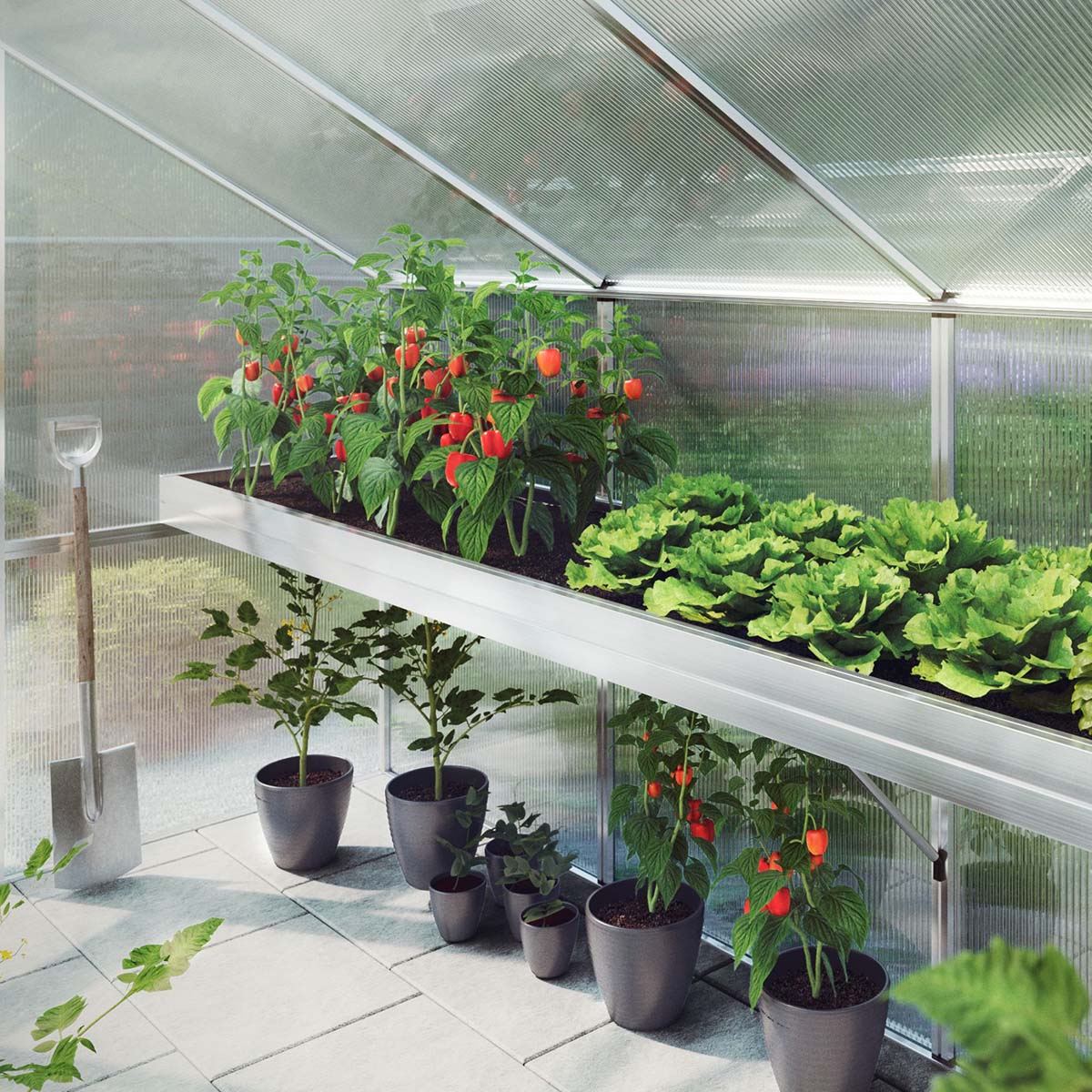 Drivhus med salat og peberplanter på dyrkningsbord