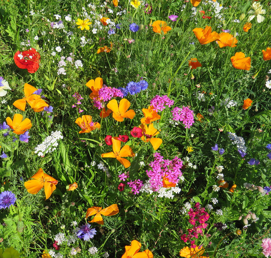 Farverig eng med blandede vilde blomster i fuldt flor