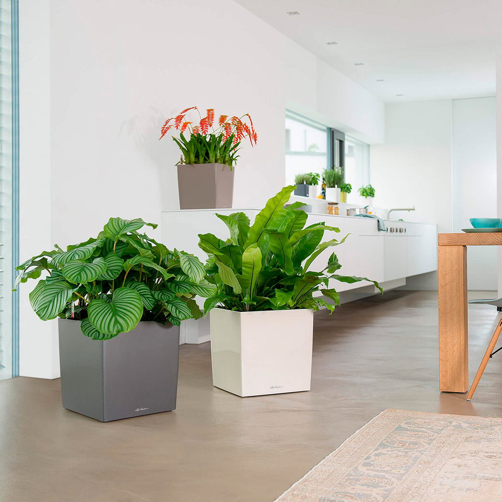 Moderne kvadratiske urtepotter til stuen Grønne stueplanter i kvadratiske urtepotter