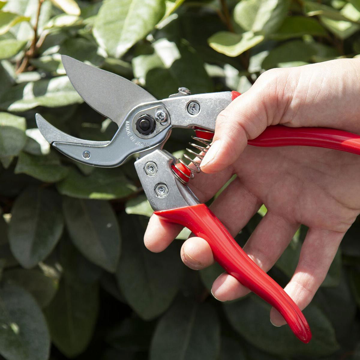 Skæresaks til beskæring med røde håndtag