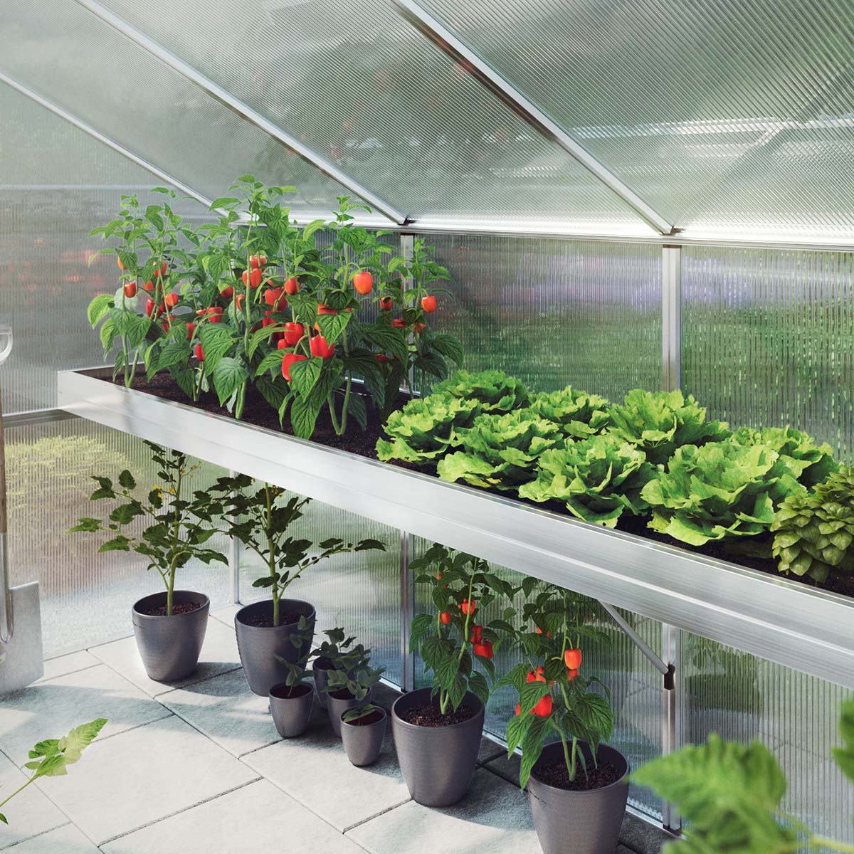 Plantebakke - Aptasia III