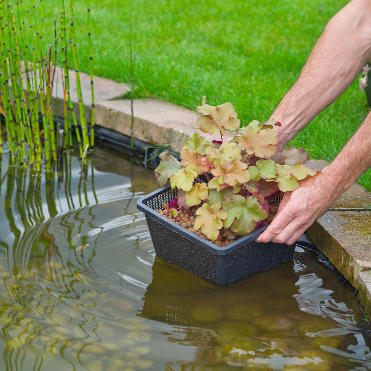 Hånd sænker plantningskurv med plante i havedam