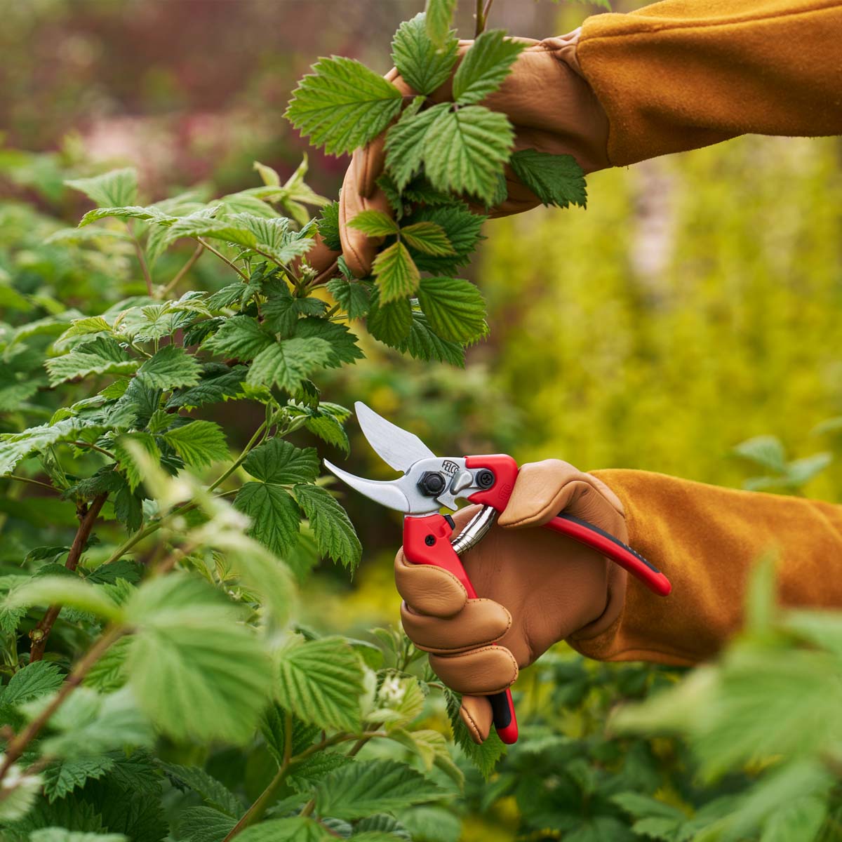 Person beskærer havebusk med røde havesakse
