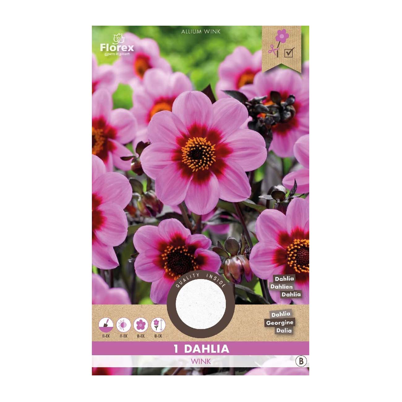 Dahlia Happy Single Wink – 1 løg
