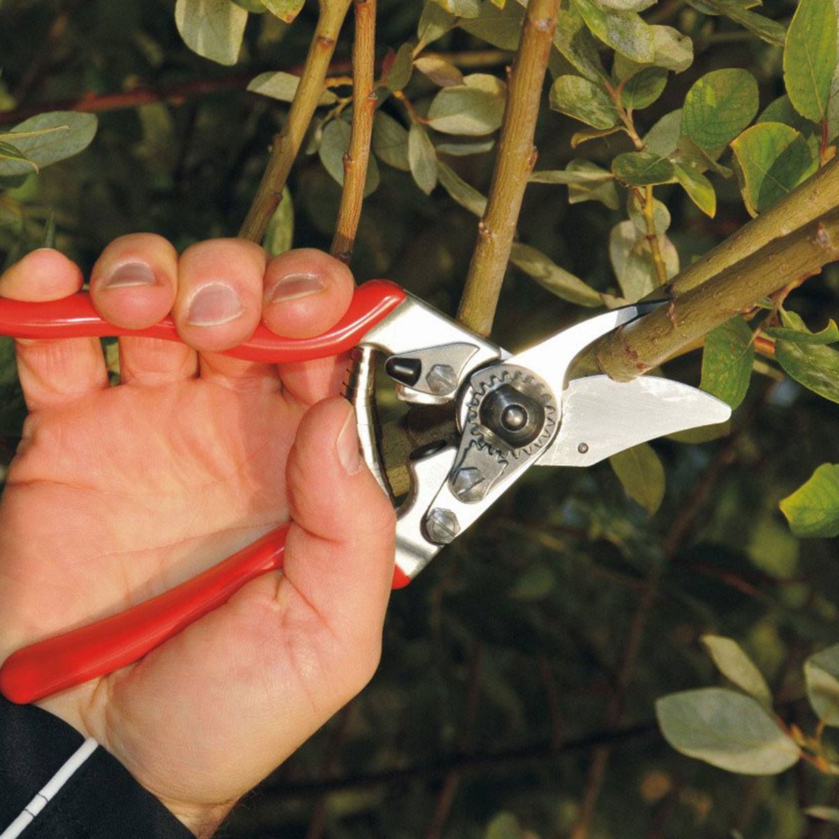 Håndbeskærer klipper gren i haven