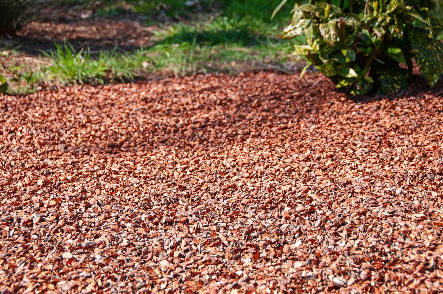 Rødbrun barkflis som bunddække i havebed
