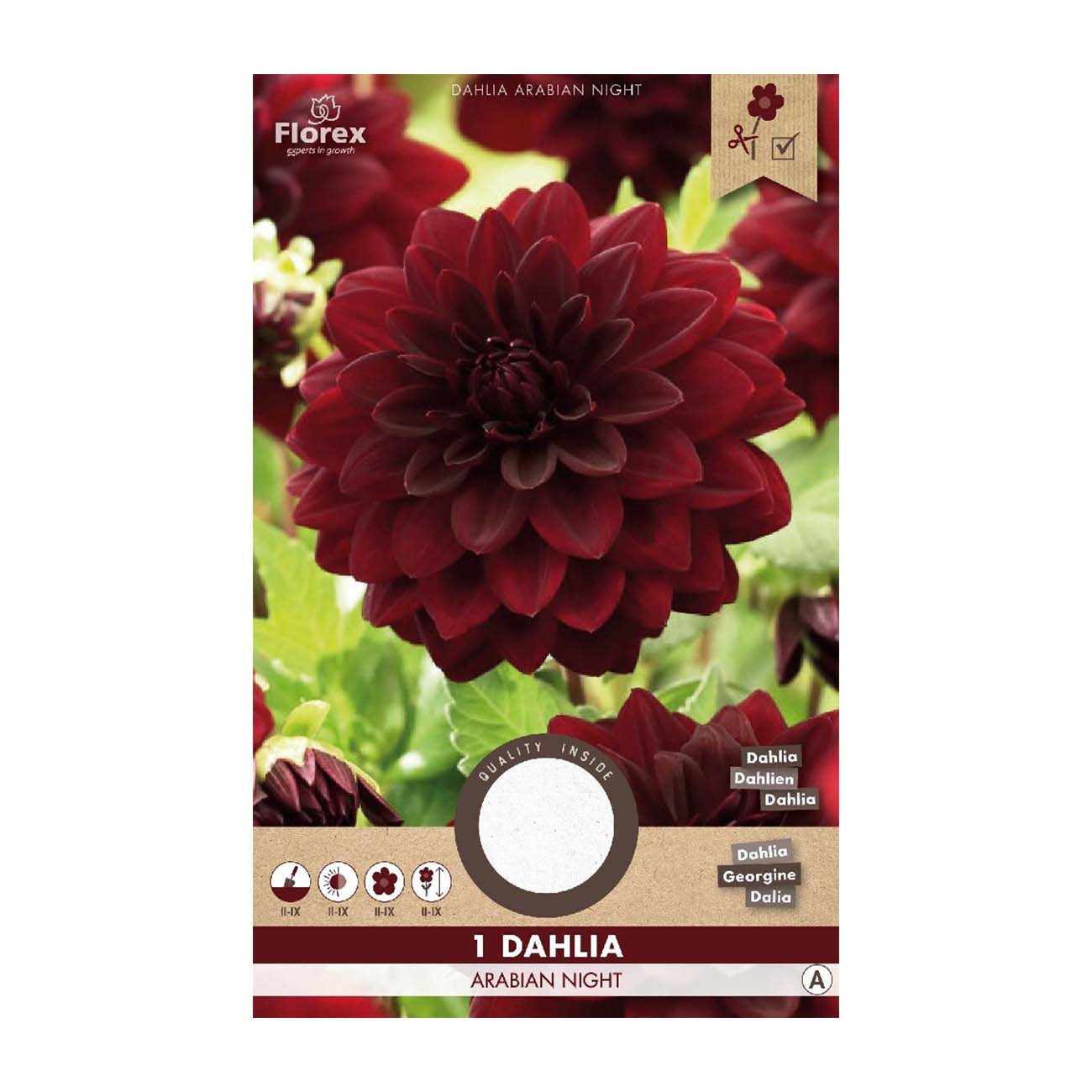 Dahlia Arabian Night – 1 løg