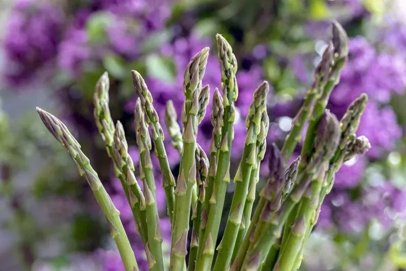 a3519a30f6670a1be4fe64457e41edad