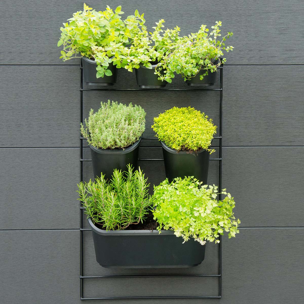 Lodret planteholder med friske krydderurter