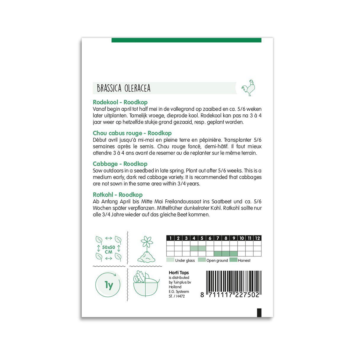 Brassica oleracea rødkål frø til køkkenhaven