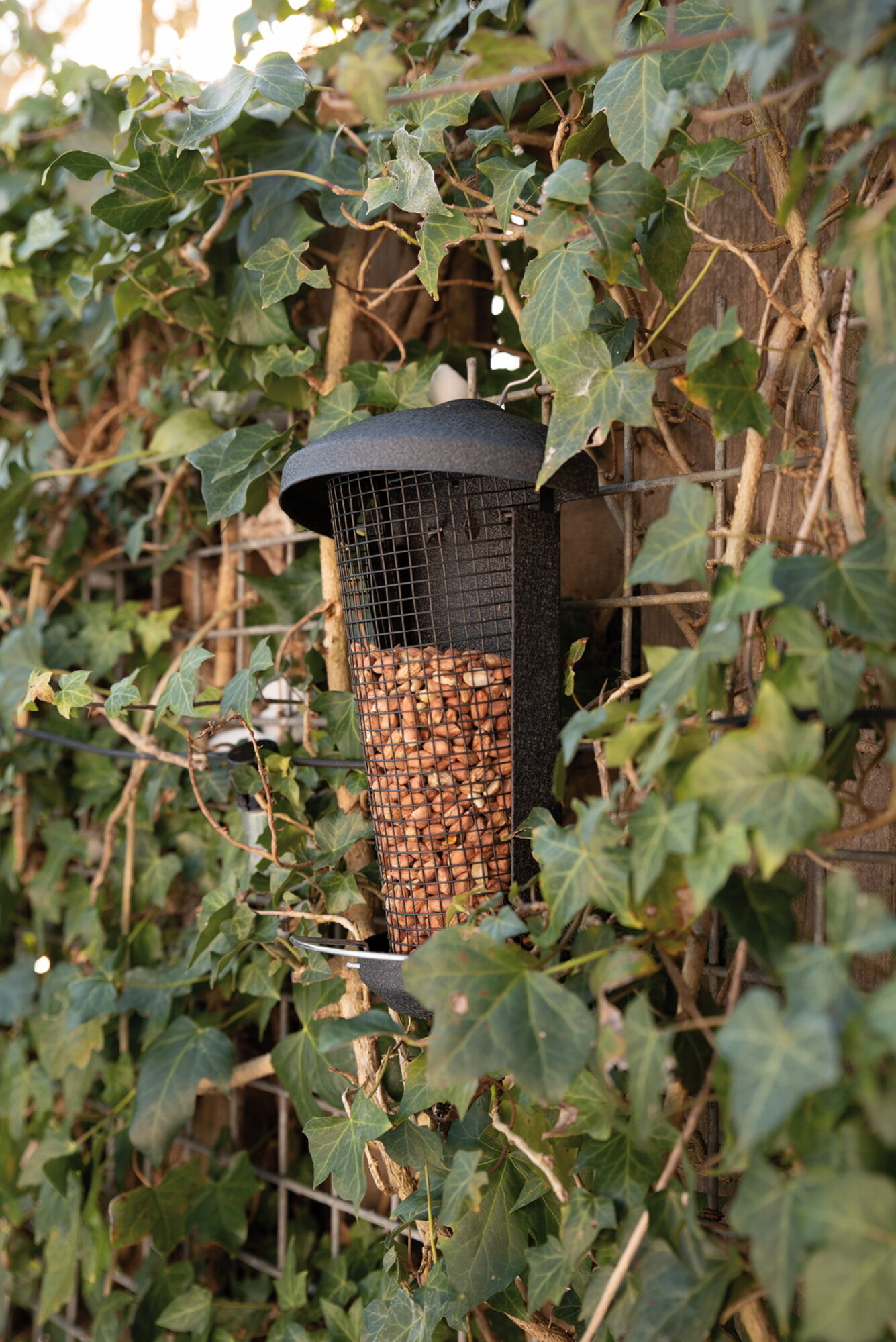Sort fuglefoderautomat med nødder på væg med efeu