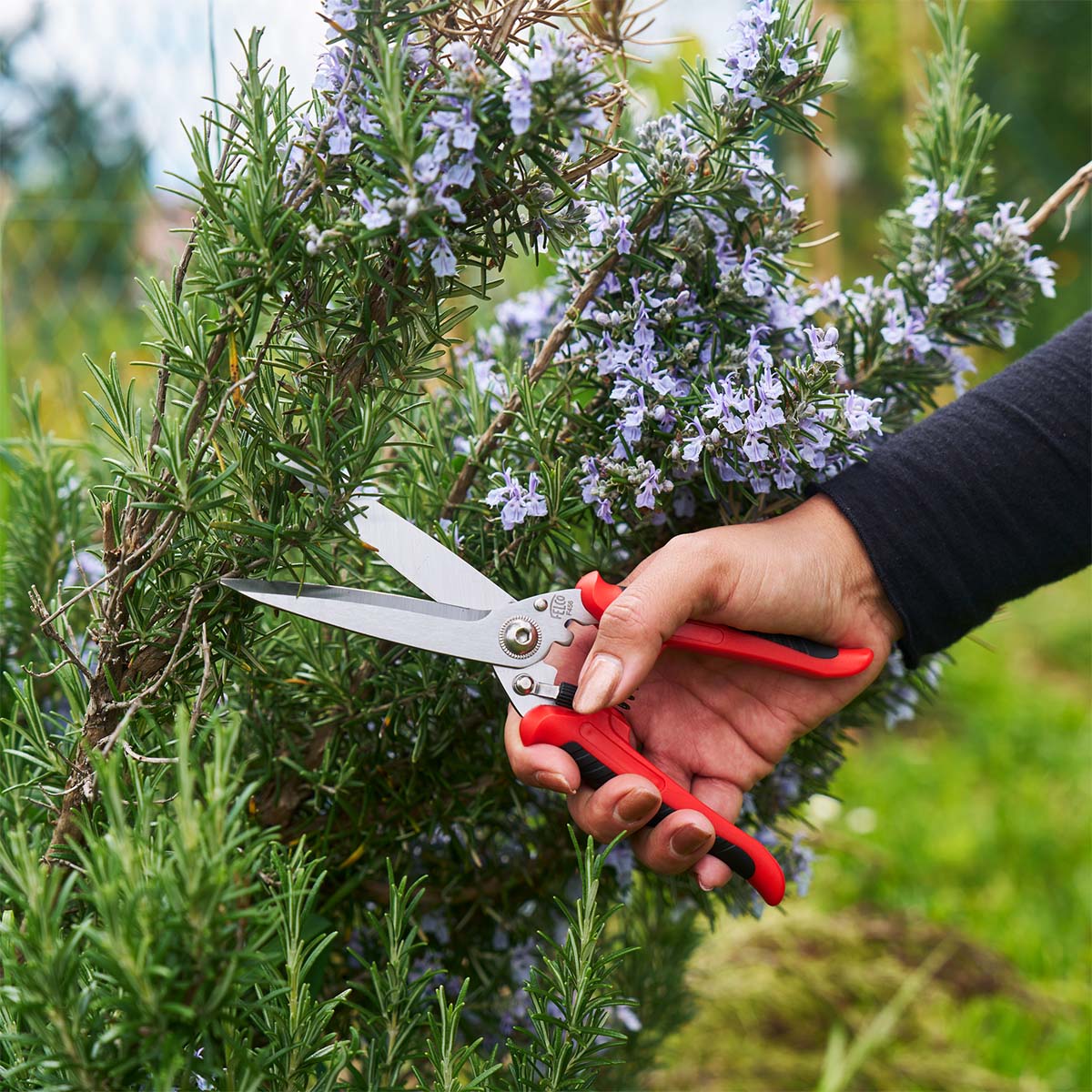 Rød håndbeskærer bruges til at klippe urtebusk