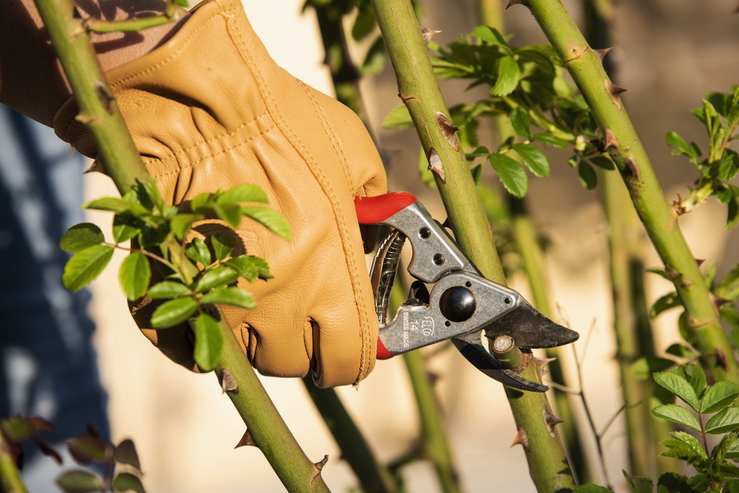 Hånd i læderhandske beskærer rosenbusk
