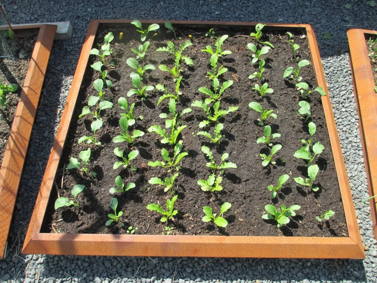 Firkantet højbed i cortenstål med unge planter