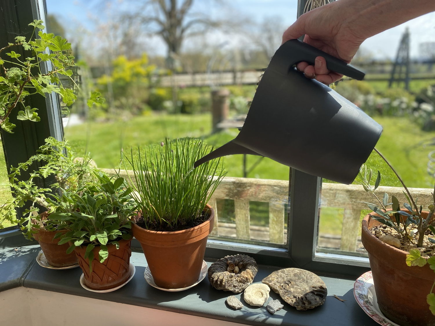 Hånd vander krydderurter i potter ved vindue
