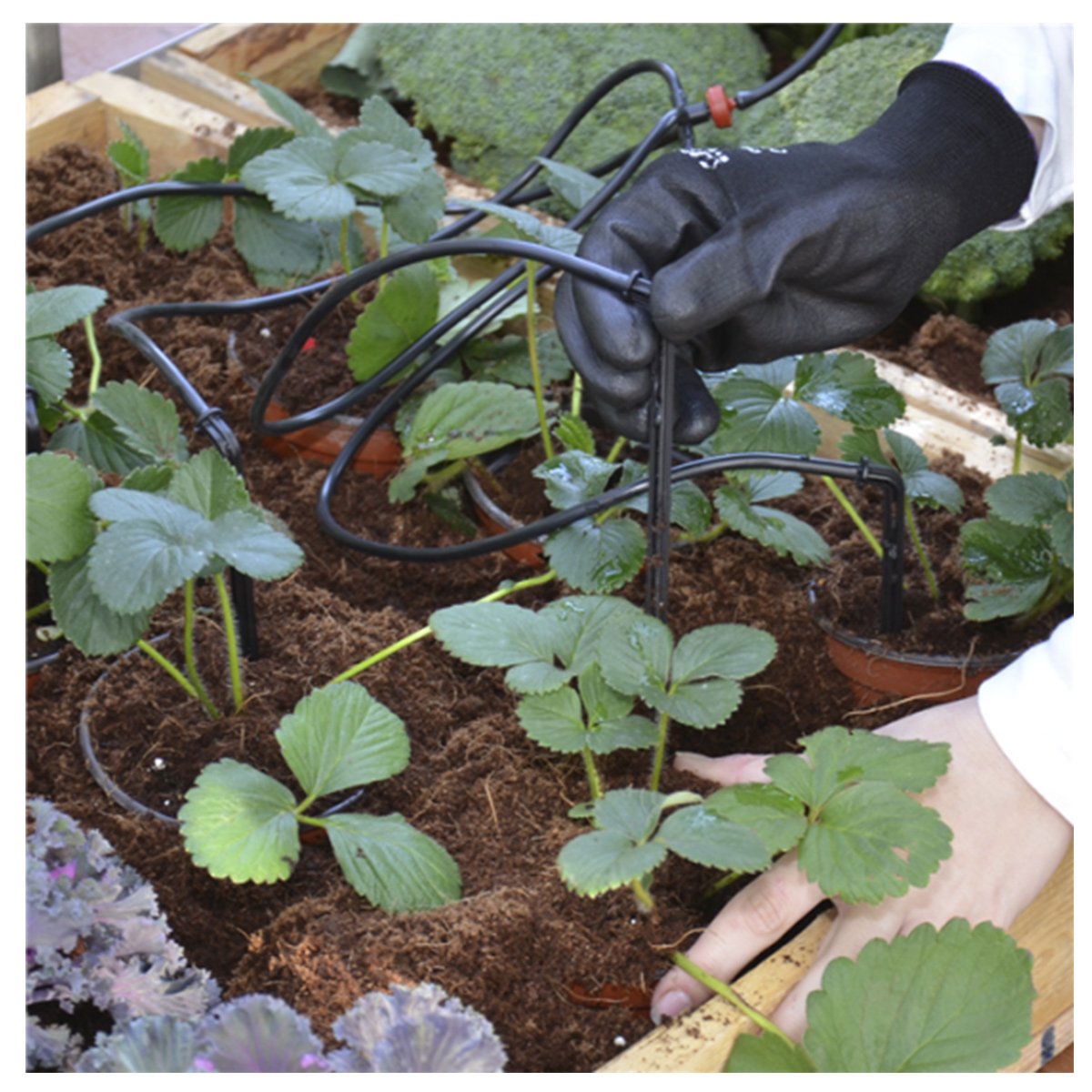 Havearbejde med drypvanding af jordbærplanter