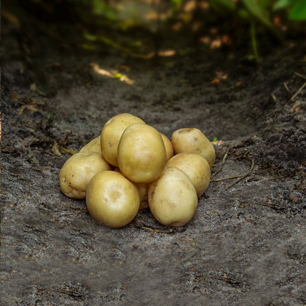 Bunke friske nye kartofler på markjord