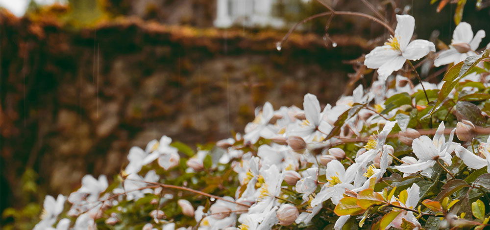 _0000_klematis-beskaering-plantning