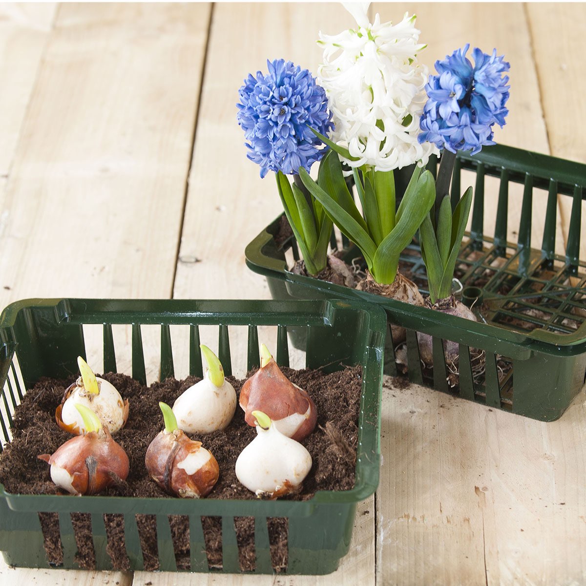 Grøn plastbakke med spirende hyacintløg i jord