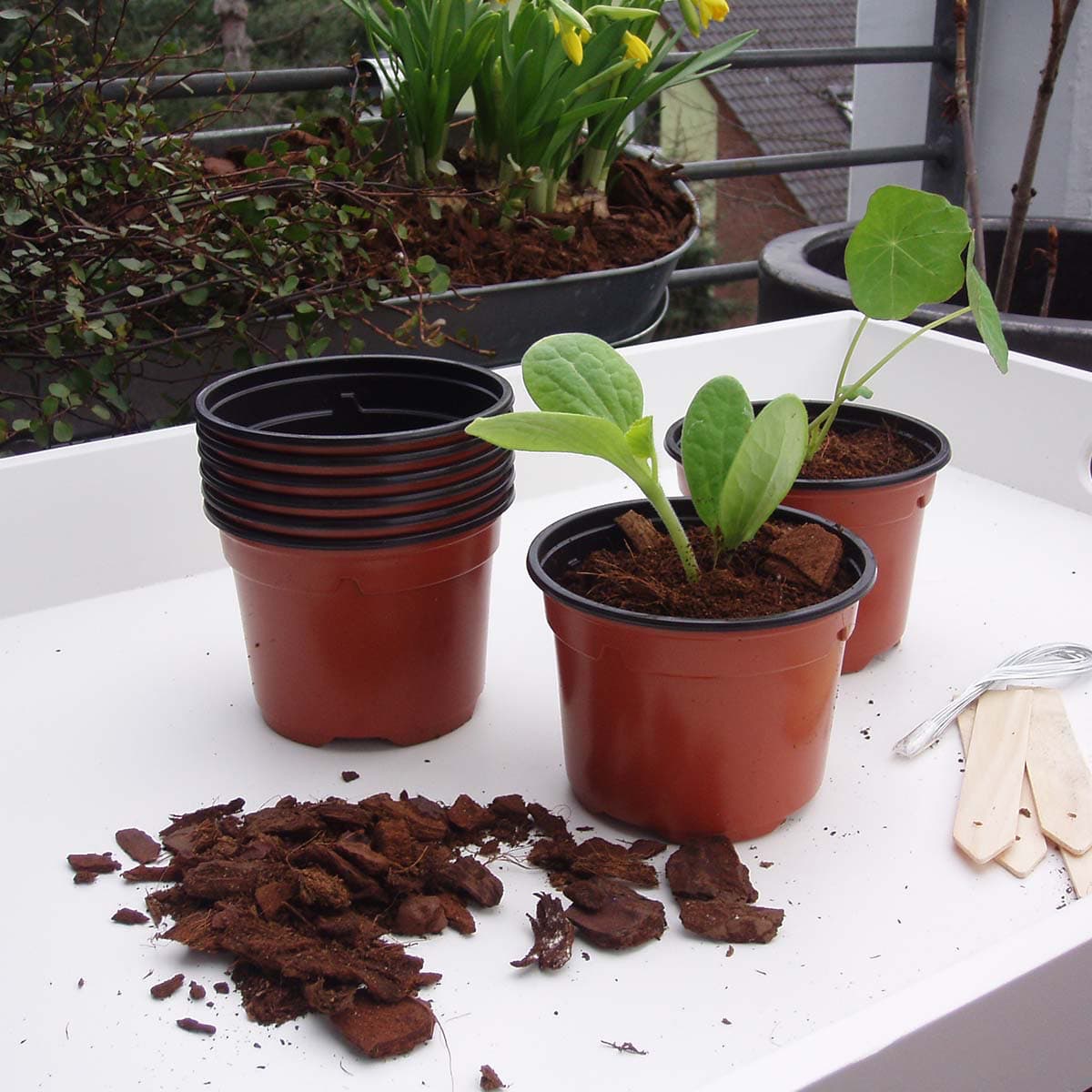 Små planter i brune plastikpotter til forspiring