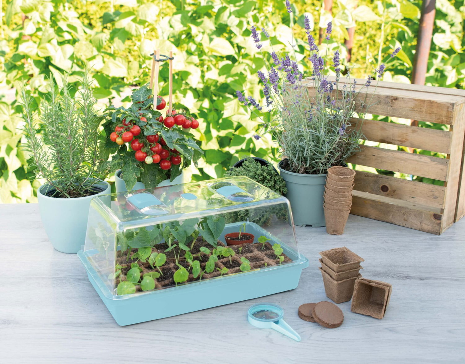Blåt mini drivhus med spirer og urtepotter på bord