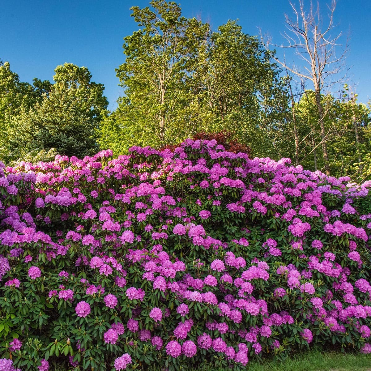 Tætte lyserøde rhododendron i blomstrende have
