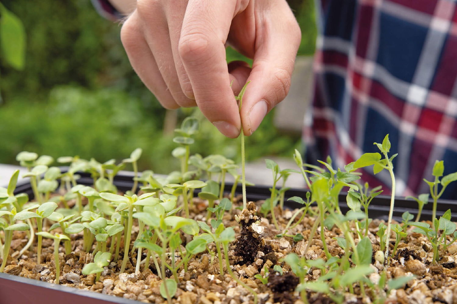 Hånd fjerner lille frøplante i såbakke