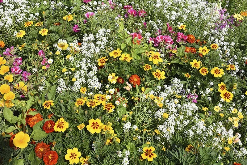 7dbdface1350e2642bc7c851c232e5c7