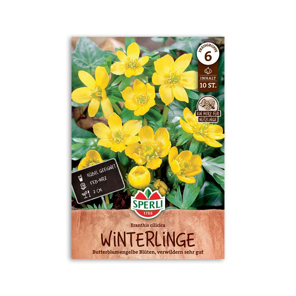 Erantis "Eranthis cilicica" - 10 løg