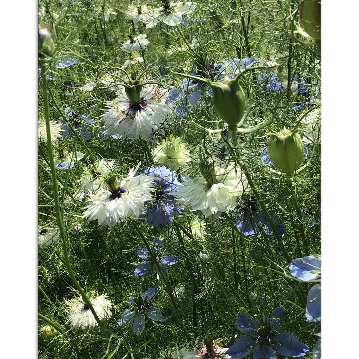 Sommereng med blå og hvide junglevikler