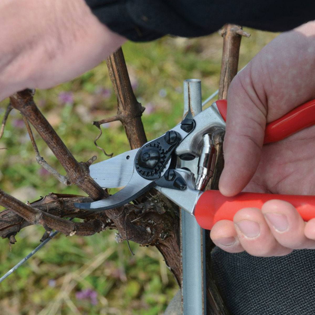 Hånd bruger beskæresaks til at klippe gren