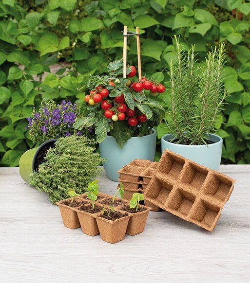 Bionedbrydelige såbakker foran krydderurter og tomater