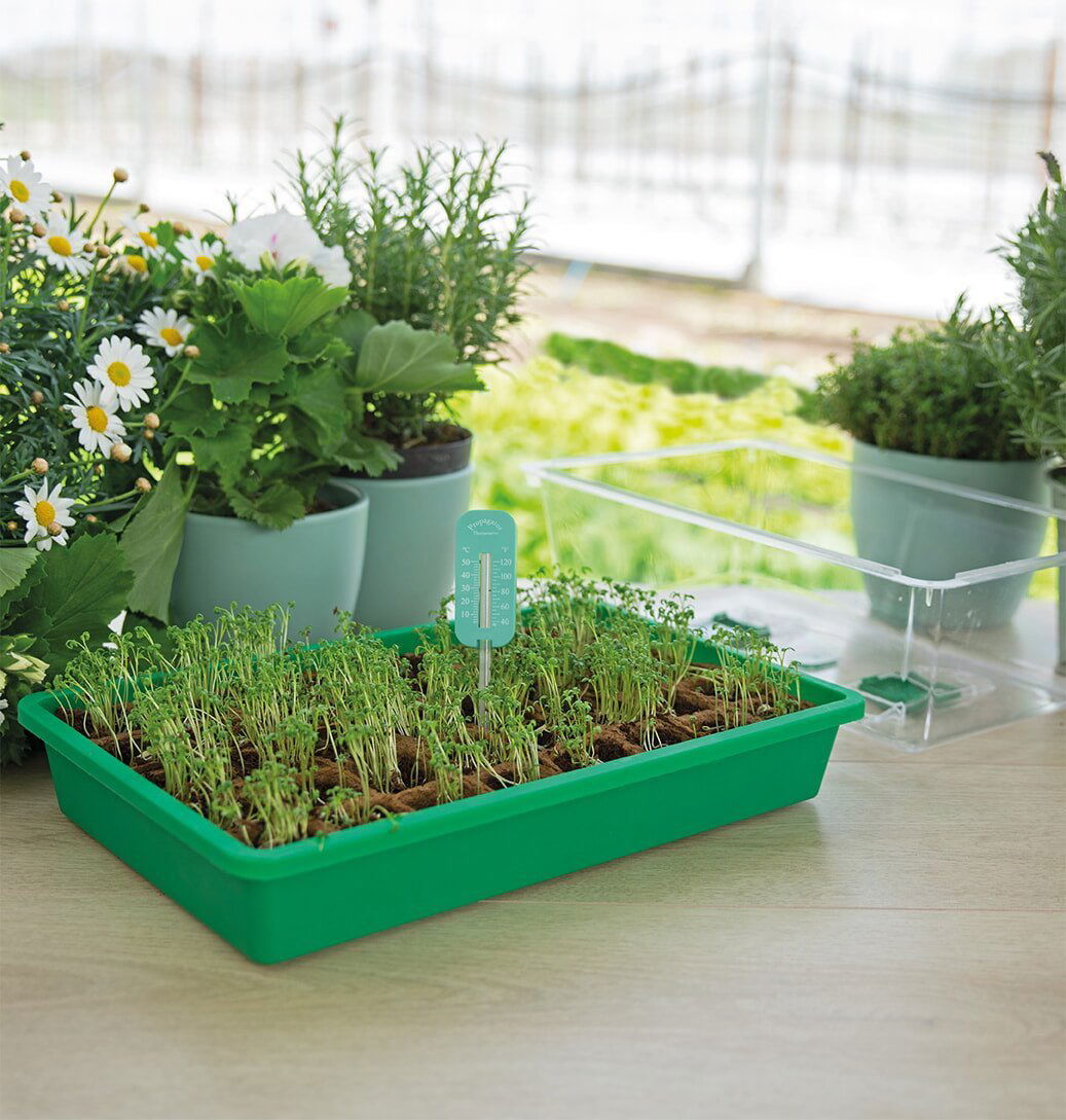 Grønt minidrivhus med spirer og urtepotter på bord