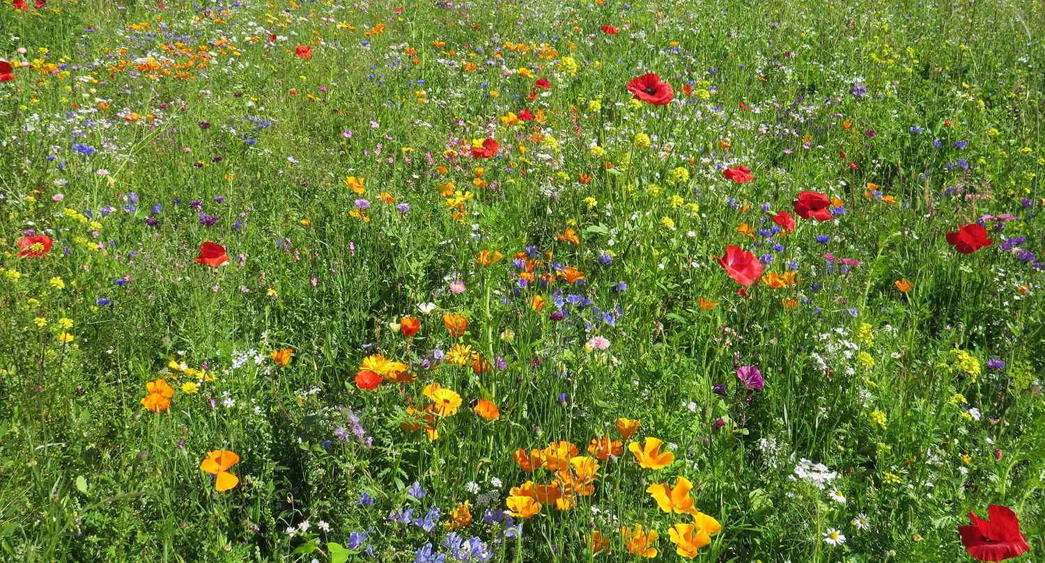 Sommereng med vilde blomster i mange farver