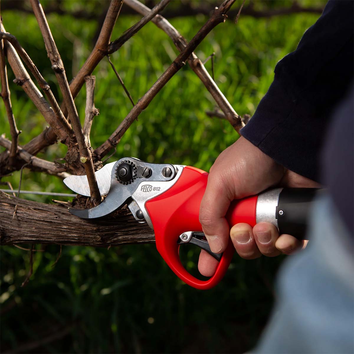 Rød elektrisk beskæresaks i brug på gren
