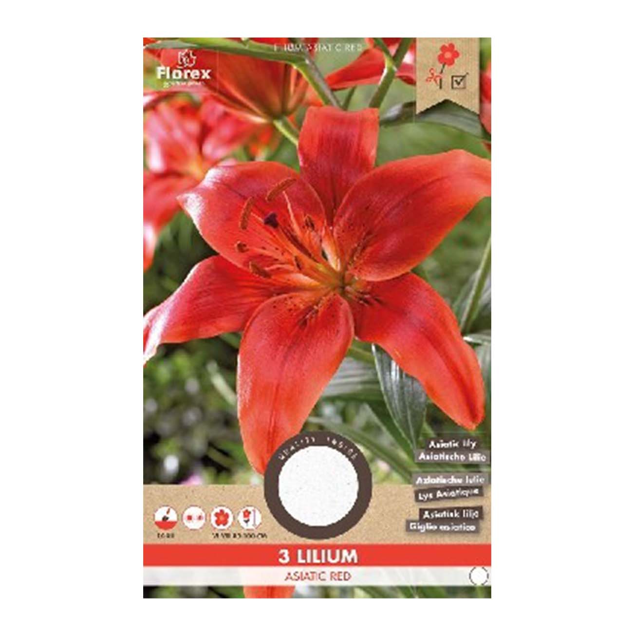 Asiatisk lilje rød - 3 løg