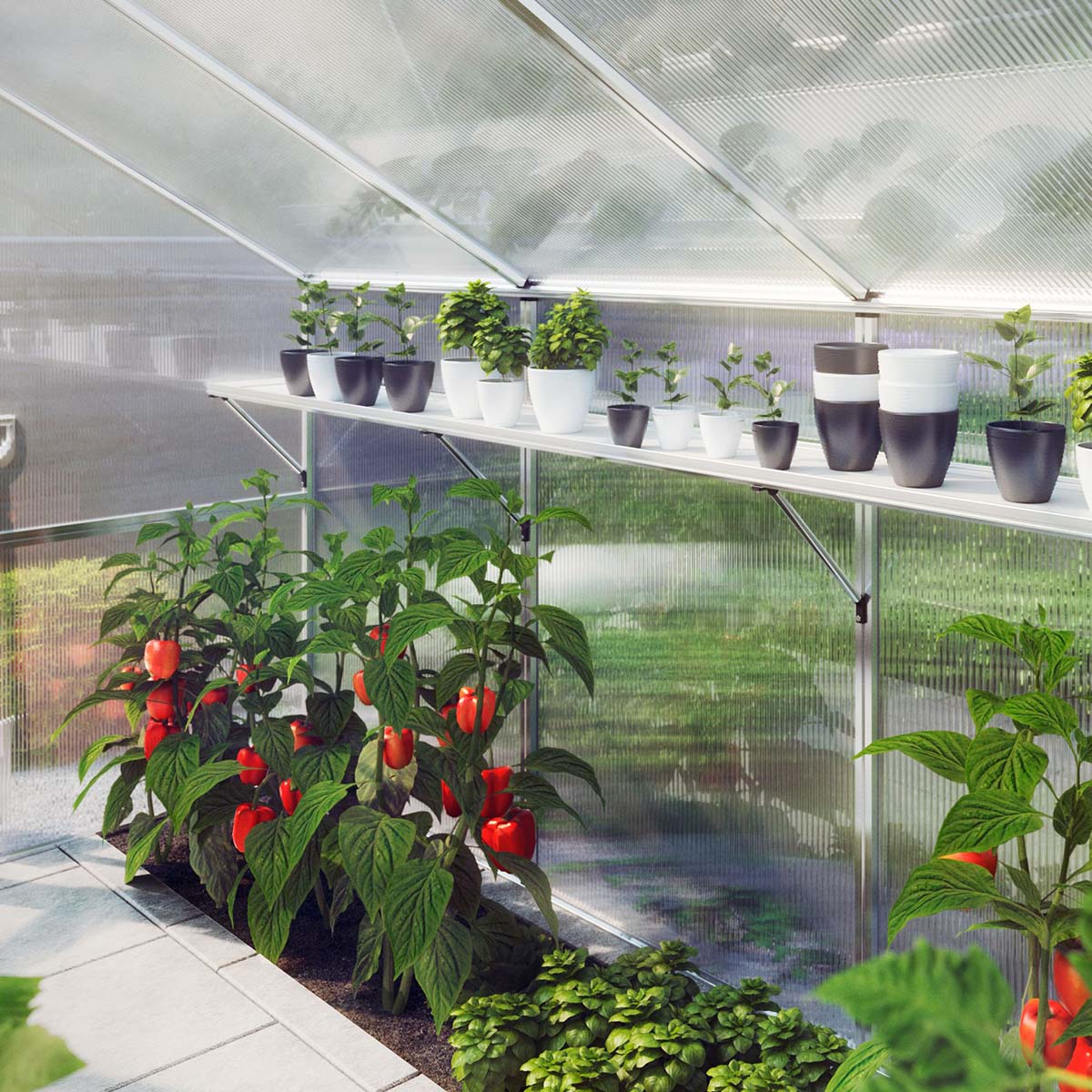 Grønt drivhus med røde peberfrugter og urter i potter