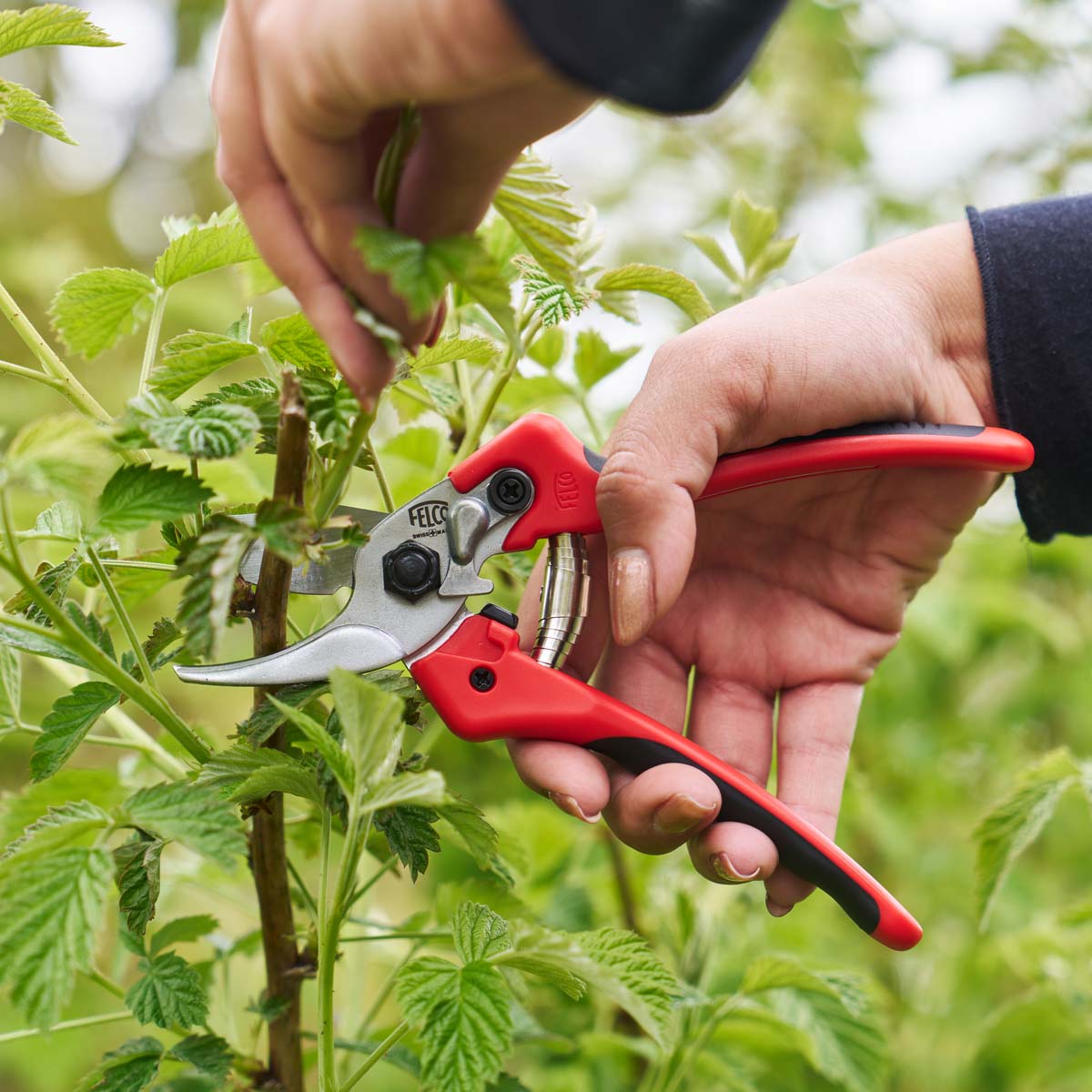Person beskærer plante med rød Felco havesaks