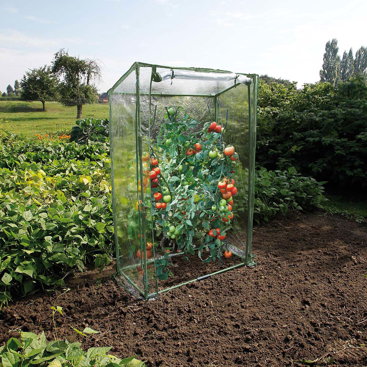 Tomatplante i lille drivhus i køkkenhaven