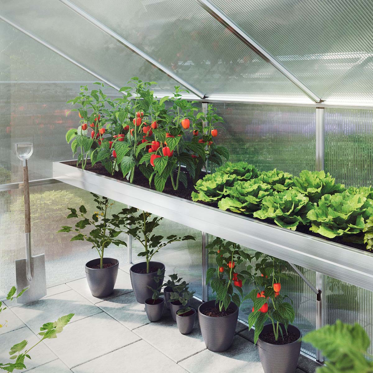 Sunde grøntsager og chiliplanter i lyst drivhus